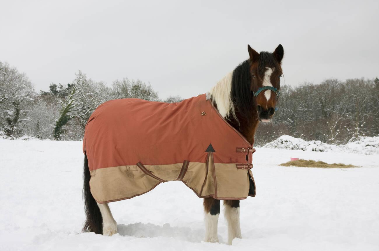 What is the Difference Between 600D and 1200D Horse Rugs?