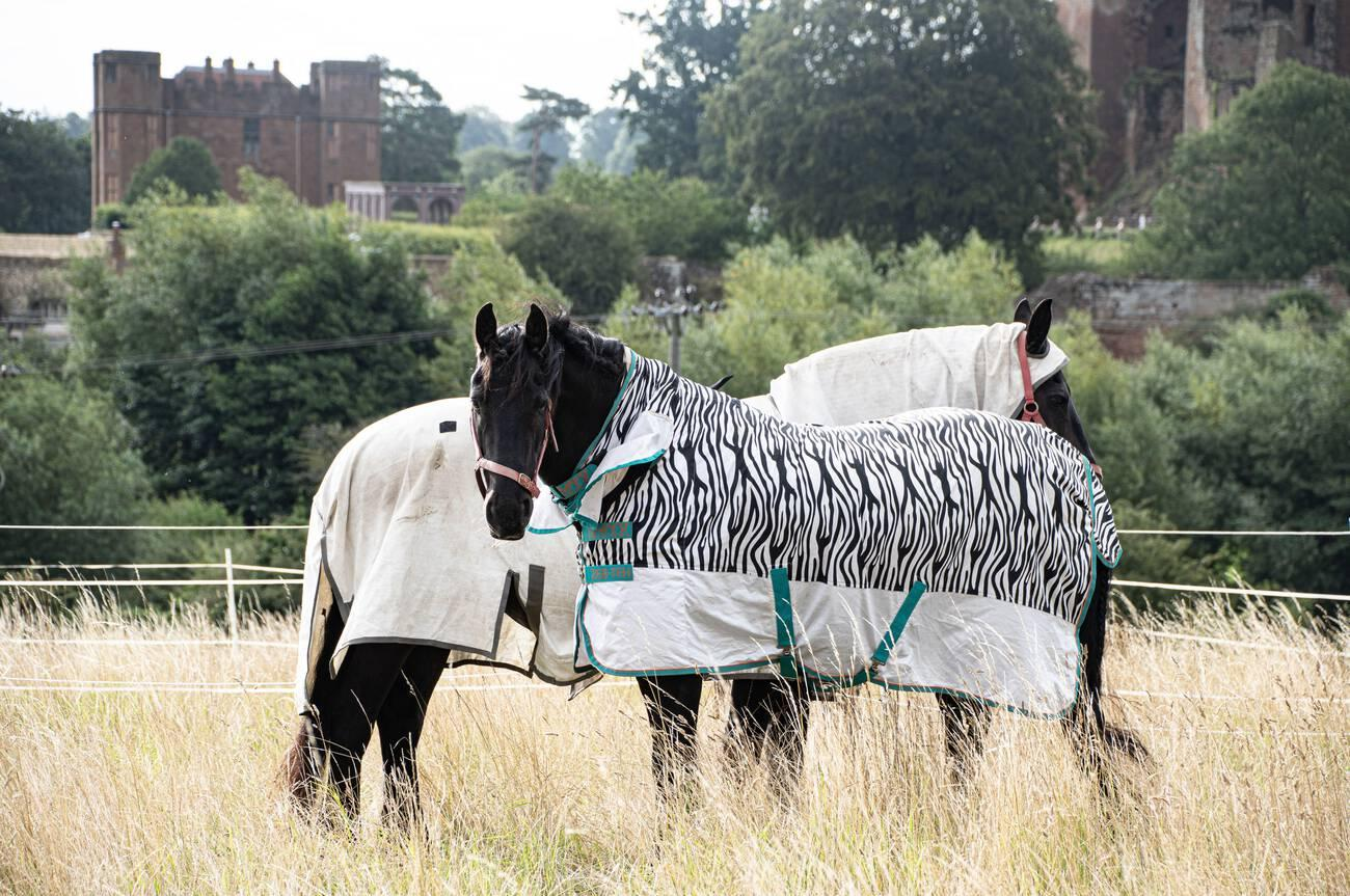 Horse Rugging in UK: Ultimate Temp Control Guide